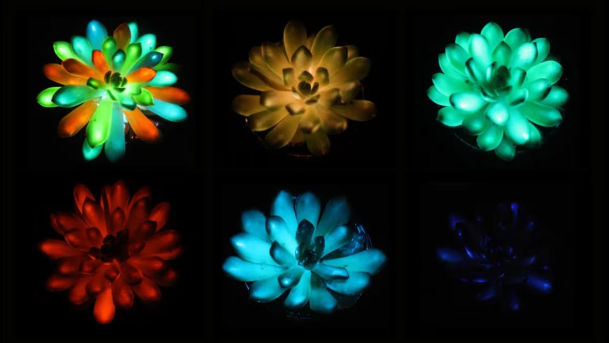 Nova técnica cria luminescência injetando nanopartículas nas plantas