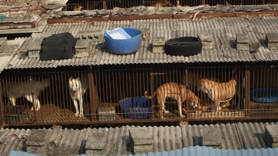 Cachorros criados para o abate na Coreia do Sul