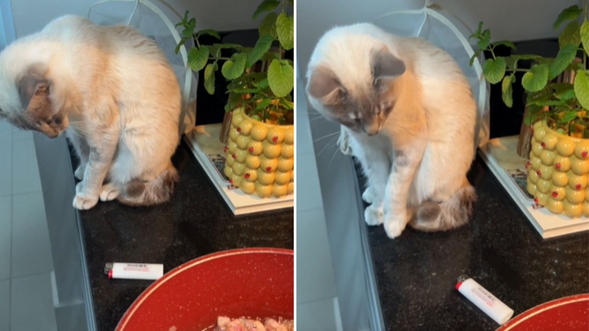 Gatinho derruba isqueiro para chamar casal para brincar