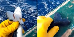 Raro tubarão de duas cabeças é encontrado por pescador; assista