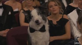 Cachorro destaque do Oscar vai 