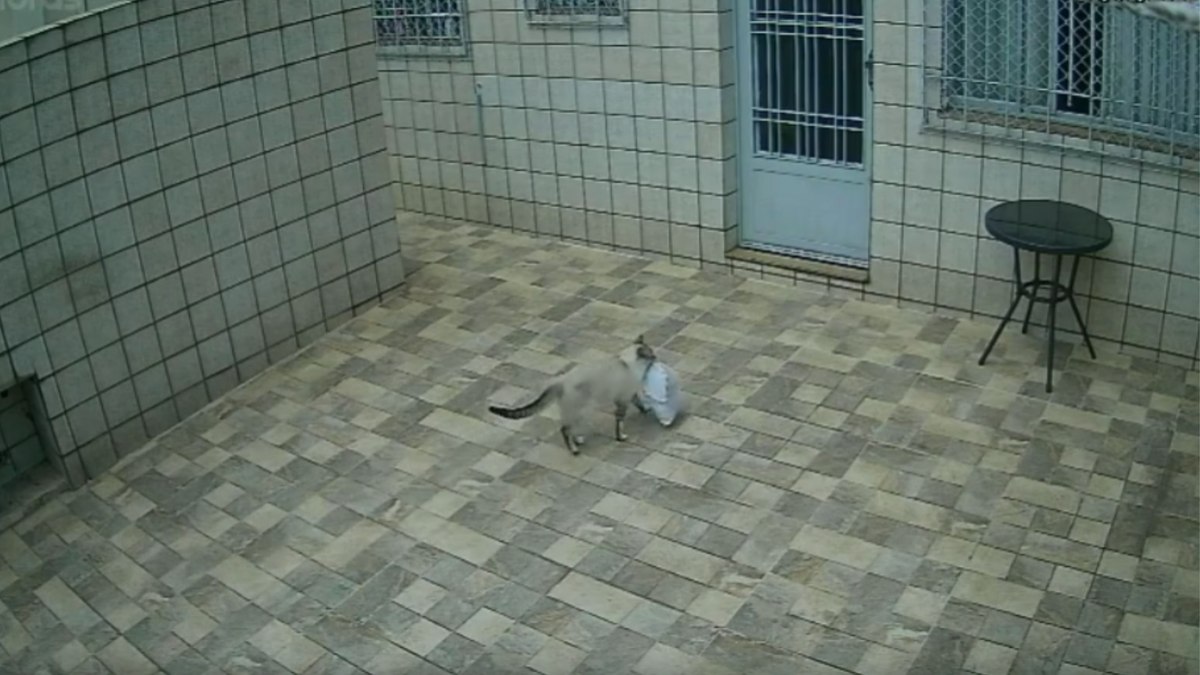 Gato ‘recebe’ encomenda e guarda pacote dentro de casa