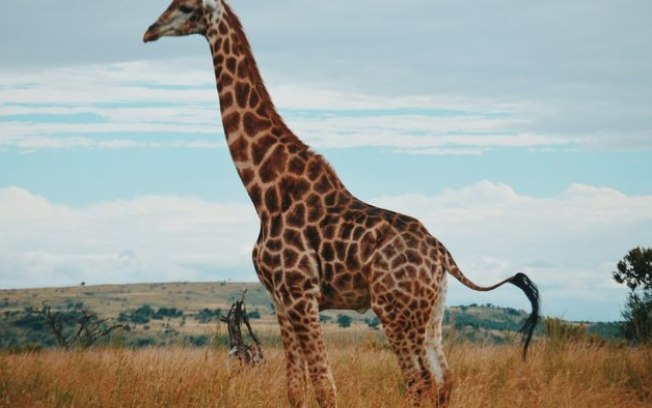 Estudo revela como o pescoço das girafas se tornou tão longo