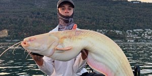 Pescador fisga bagre-europeu albino raro; veja vídeo