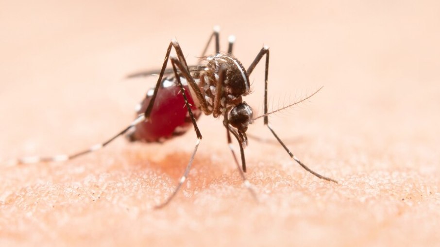Mosquito Aedes aegypti é vetor da dengue e precisa ser combatido.