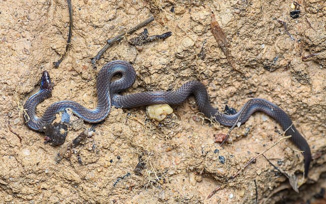 Cobras dão cambalhotas a até 13 km/h para fugir do perigo - Foto