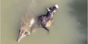 Vídeo flagra crocodilo devorando vaca que caiu em rio