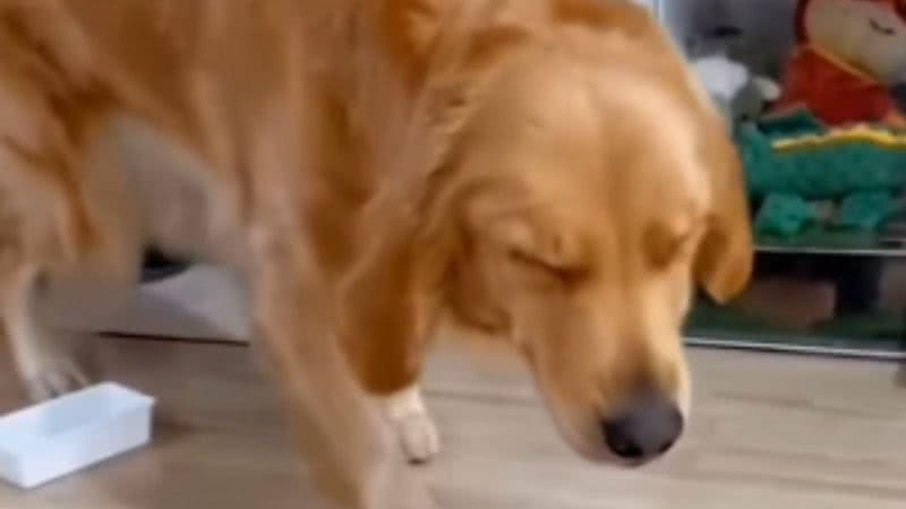 Cachorro Cachorro