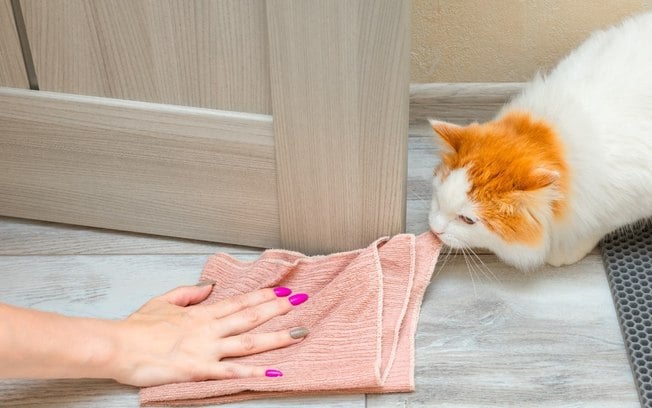 3 dicas para tirar cheiro de xixi de gato