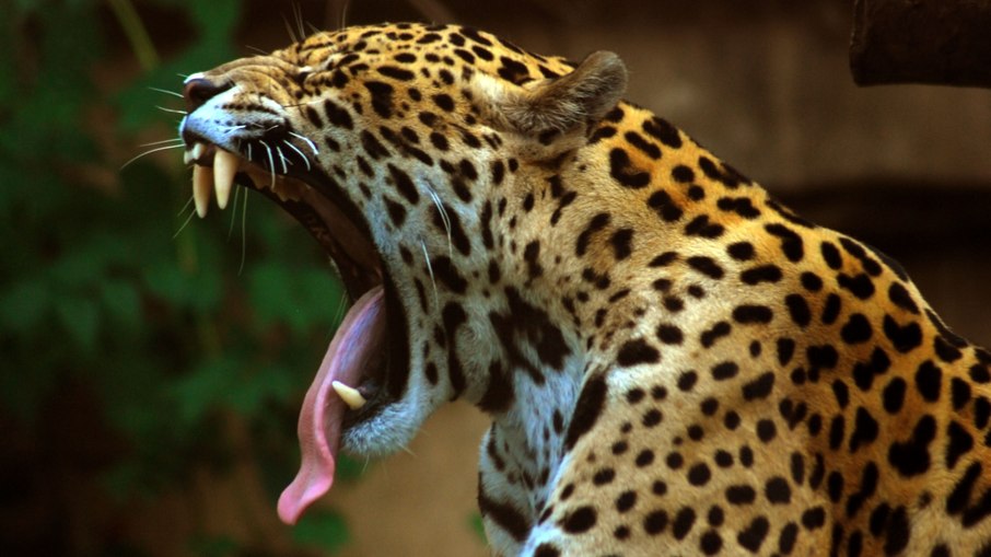 Onça-pintada é o maior felino das Américas; animal matou égua e atacou homem na zona rural de Porto Velho Onça-pintada é o maior felino das Américas; animal matou égua e atacou homem na zona rural de Porto Velho