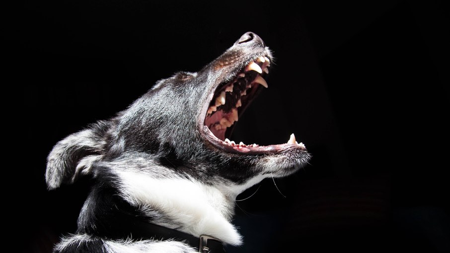 Rio confirma caso de raiva canina Rio confirma caso de raiva canina