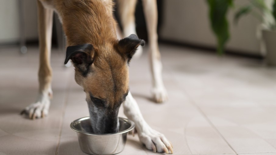 Como fazer soro caseiro para cachorro: guia rápido Como fazer soro caseiro para cachorro: guia rápido