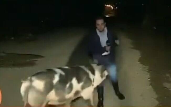 Jornalista é perseguido por um porco