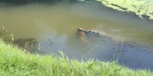 Vídeo mostra crocodilo gigante arrastando cachorro vivo para rio