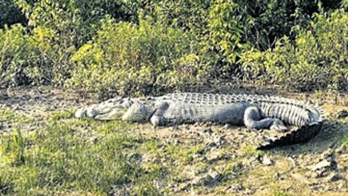 Jovem desaparece em lago após ser atacado por crocodilo gigante