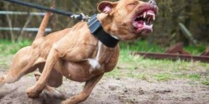 Homem é atacado e morto pelo próprio pitbull em Campinas