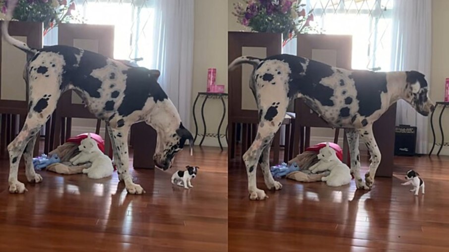Dogue Alemão gigante conhece cão minúsculo e web se diverte Dogue Alemão gigante conhece cão minúsculo e web se diverte