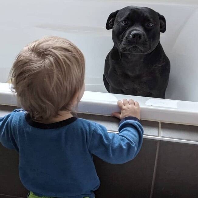 A pitbull Aeida e o filho de seus vizinhos