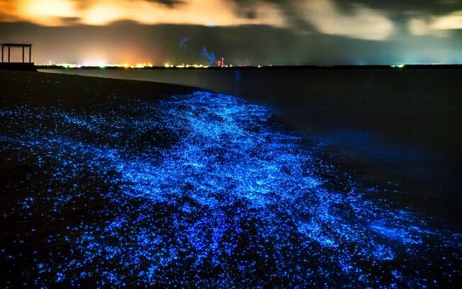 O fenômeno é causado por uma reação química chamada bioluminescência