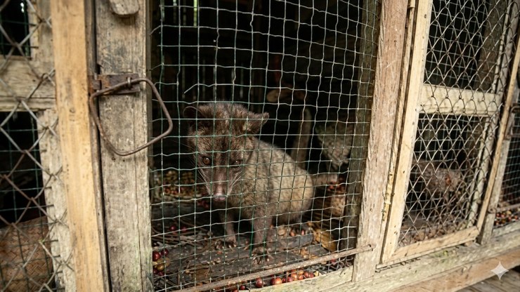 Kopi Luwak: a polêmica por trás do café mais caro do mundo
