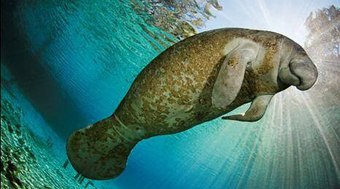 Ibama%20apresenta%20estrat%C3%A9gia%20para%20salvar%20peixes-boi