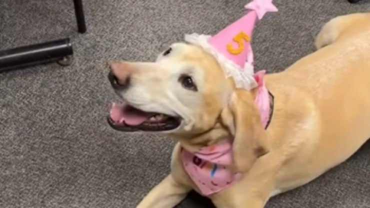 Cachorra policial recebe surpresa de aniversário no trabalho