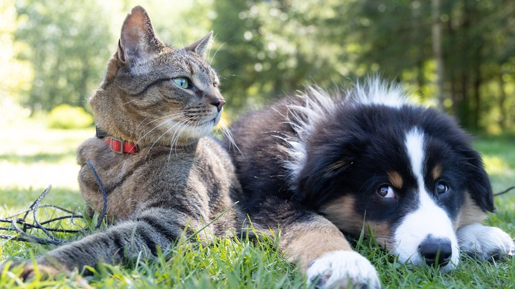 Férias de julho: quem cuida do seu pet enquanto você viaja?