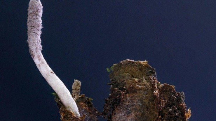Cientista descobre espécie de fungo "zumbi" no Rio de Janeiro