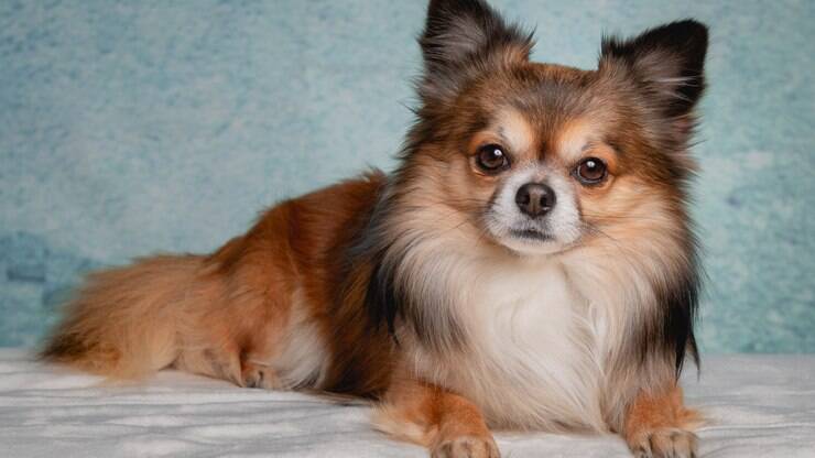 Guia de Raças: Chihuahua, um cachorro pequeno em tamanho e gigante em valentia