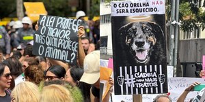 Câmara aprova urgência para internar menores que agridem animais