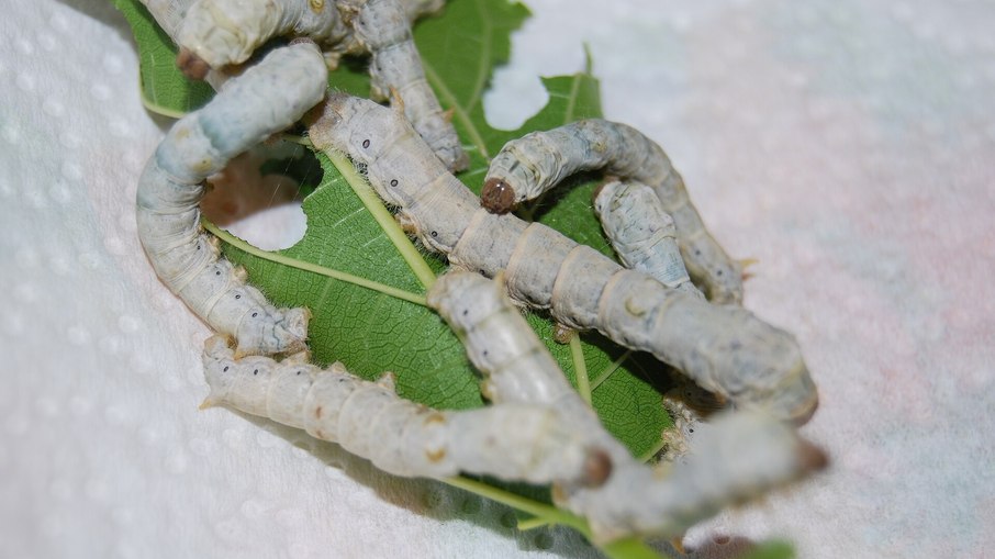 Casulos de bicho-da-seda de 4 mil anos encontrados no Uzbequistão redefinem a história do tecido na Ásia Casulos de bicho-da-seda de 4 mil anos encontrados no Uzbequistão redefinem a história do tecido na Ásia