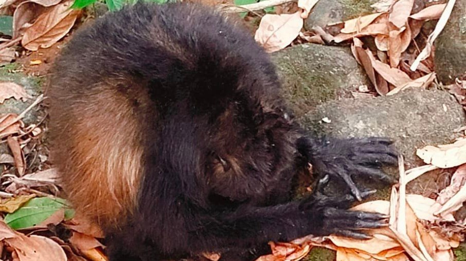 Macaco foi encontrado morto no México