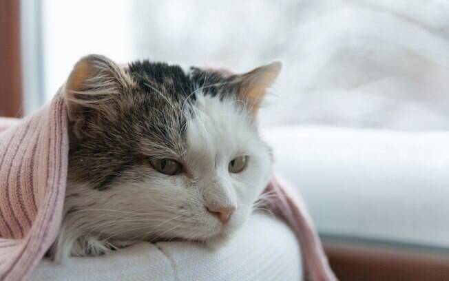 Gato espirrando em excesso pode ser indicativo de doença grave
