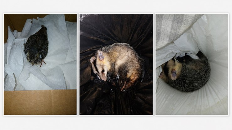 GCM de Vinhedo resgata quatro animais silvestres em dois dias