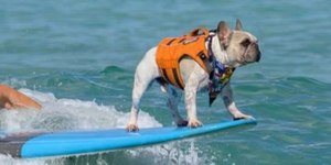 Conheça Dale, o cão que surfou em "Lilo & Stitch"