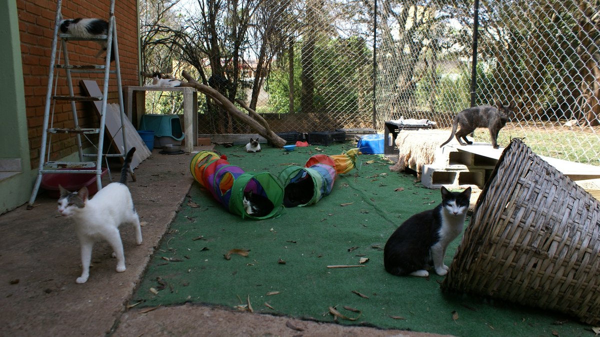 Gatos resgatados por protetora independente aguardam adoção