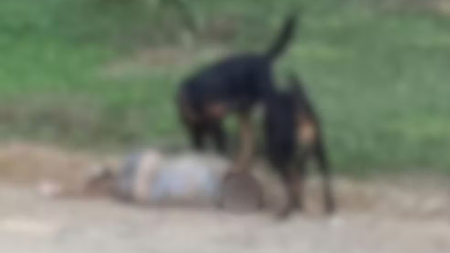 Ataque de rottweilers deixa idosa em estado grave Ataque de rottweilers deixa idosa em estado grave