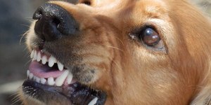 Rosnado do cachorro pode ter vários significados; conheça eles