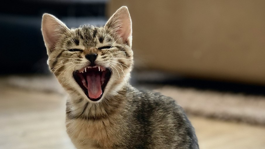 A maioria dos gatos atropelados tem menos de cinco anos.