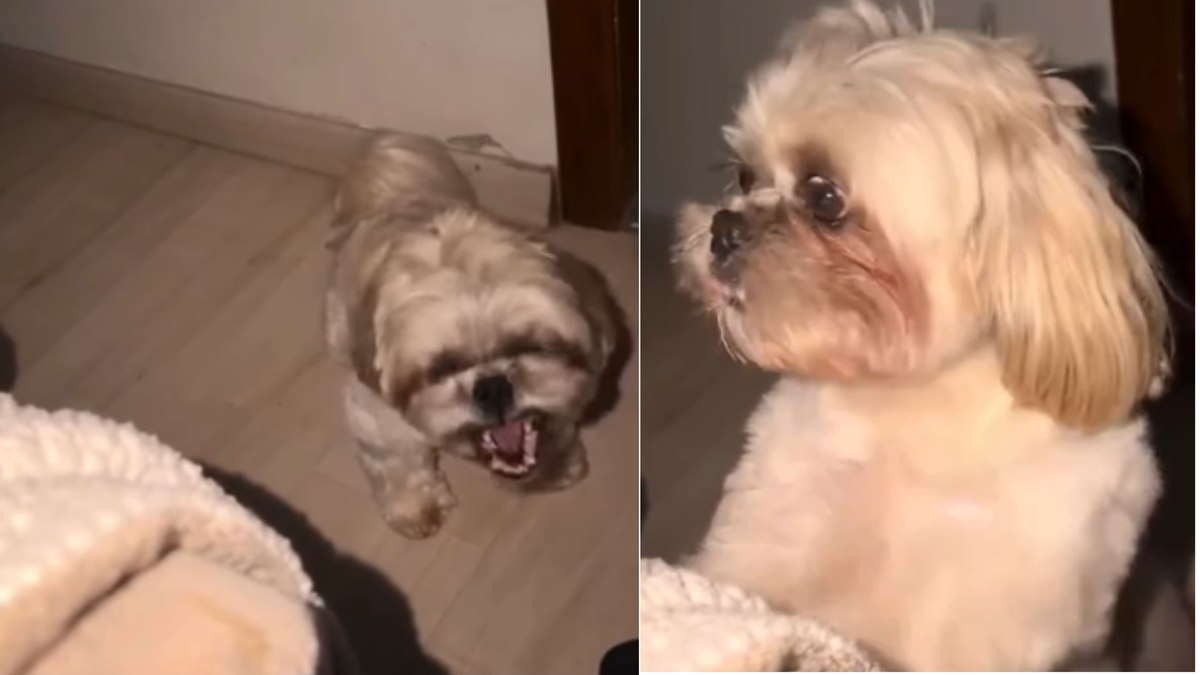 Shih-tzu cria rotina de madrugada e acorda tutora para pedir colo