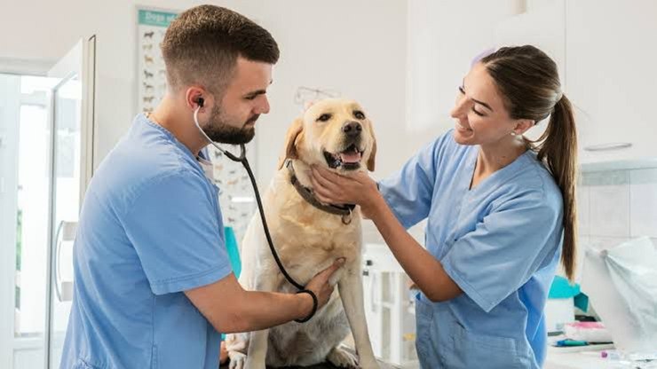 Dia do Médico-Veterinário valoriza profissionais e mercado pet