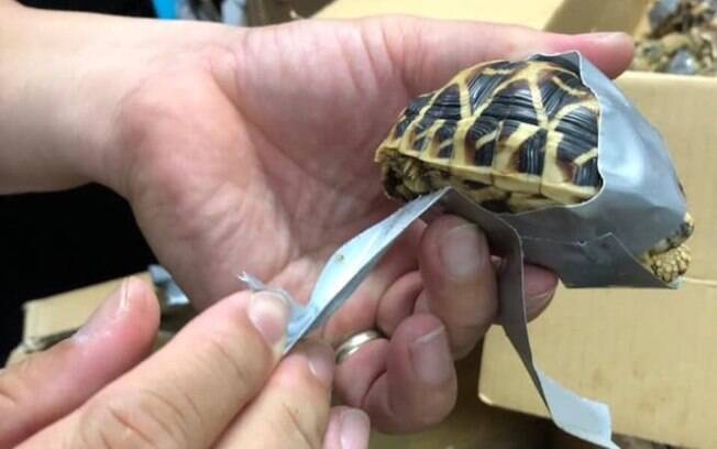 Tartarugas estavam enroladas em fita adesiva