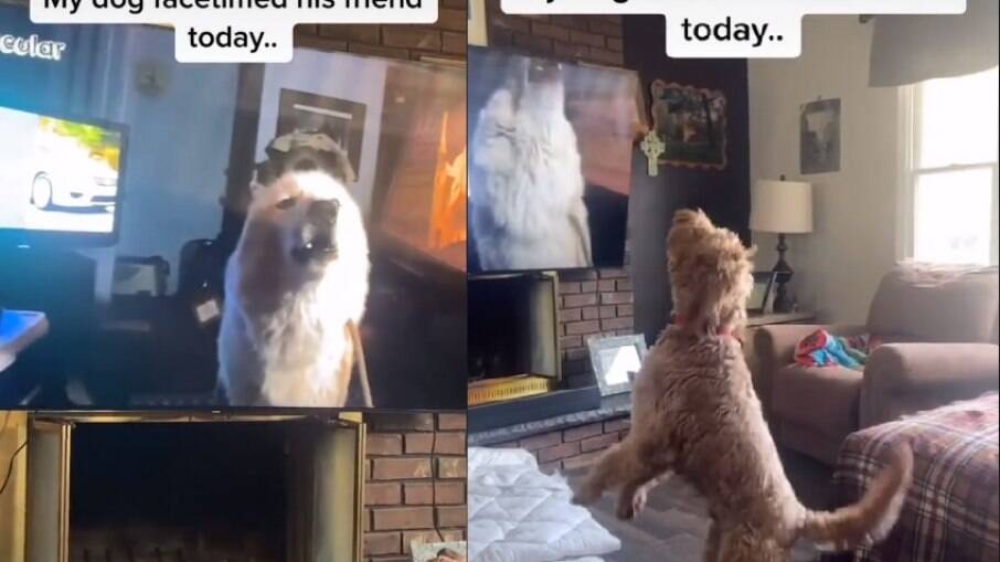 Com a pandemia, até os cães estão fazendo videoconferência 