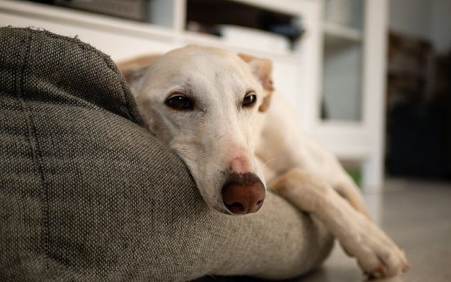 5 dicas para reduzir o estresse do cachorro durante a chuva