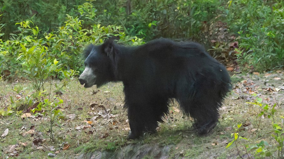 Urso-beiçudo aparenta ser inofensivo, mas é o urso mais reativo e perigoso da Índia: centenas de ataques acontecem todos os anos Urso-beiçudo aparenta ser inofensivo, mas é o urso mais reativo e perigoso da Índia: centenas de ataques acontecem todos os anos