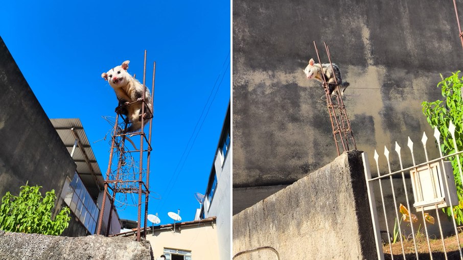 Gambá sobe em vergalhão para fugir de cães