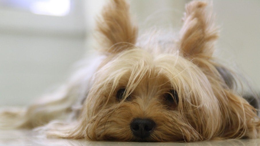 O criptorquidismo é mais comum em raças de pequeno porte, como o Yorkshire Terrier