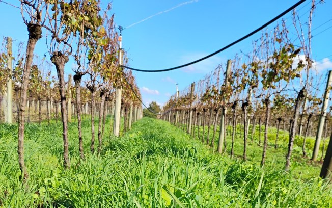 RS leva viticultura sustentável à pauta da COP30