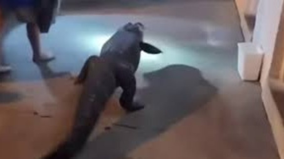 O réptil foi visto perambulando sem rumo pelo lado de fora de um motel no condado de Fairfax O réptil foi visto perambulando sem rumo pelo lado de fora de um motel no condado de Fairfax