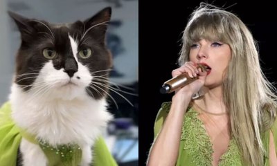 Tutora veste gato com roupas de Taylor Swift e viraliza; veja